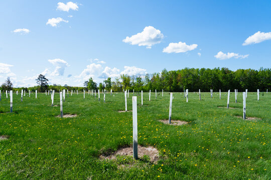 Young Tree Nursery in Spring Field