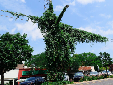 Ivy covered power lines and street light