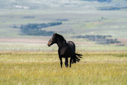 Wild Black Horse on Open Plain