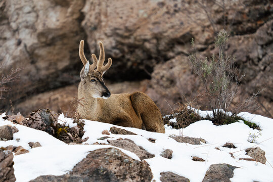 Andean Huemul Among Snowy Rocks