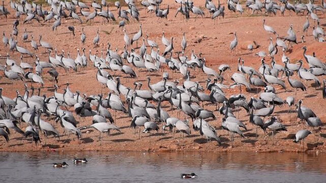 Large flock of Demoiselle cranes locally call as Kurja bird gathered near a lake in Khichan Rajasthan