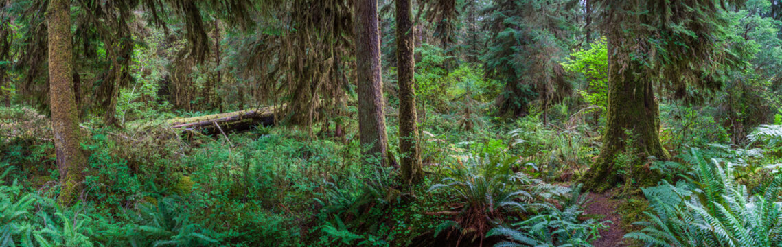Beautiful wide panoramic view of a dense temperate hoh rain forest with mossy trees and ferns