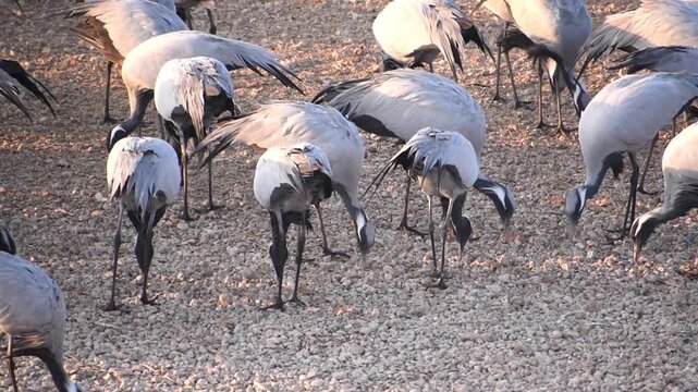 long leg  Demoiselle cranes walking and eating. 
