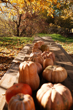Table with pumpkins in the woods ready for Halloween and autumn season