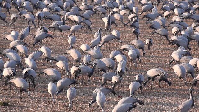 Group flock of winter migratary bird Demoiselle cranes at Khichan Rajasthan 