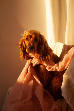 Cocker Spaniel in the golden sunlight