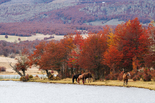 Wild Horses at Lago Pollux