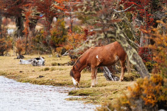 Grazing Horse at Autumn Lakeside