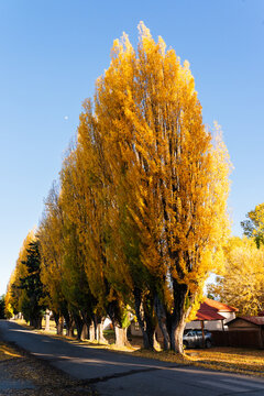 Poplar Avenue in Autumn Light