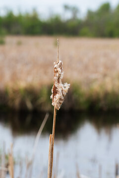 Bursting Cattail Seed Head at Wetland