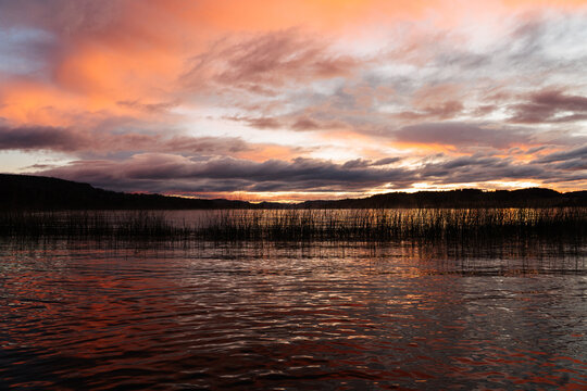 Reeds at Sunset Lakeshore