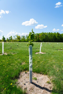 Newly Planted Sapling in Meadow