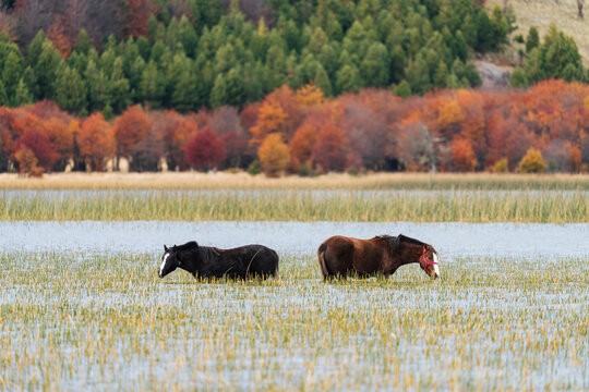 Horses Grazing in Wetland at Lago Pollux