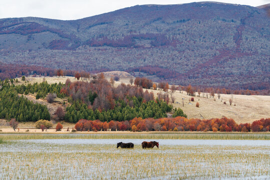 Wild Horses in Patagonian Autumn Valley
