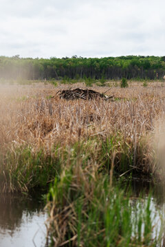 Beaver Dam in Cattail Marsh