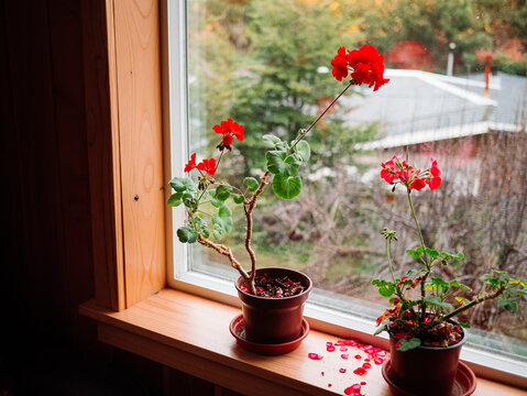 Potted Geraniums by the Window