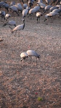 Vertical clip of Demoiselle cranes  at feeding ground in Khichan Rajasthan