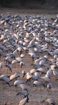 Large flock of Demoiselle cranes feeding at Khichan Rajasthan India, vertical shot