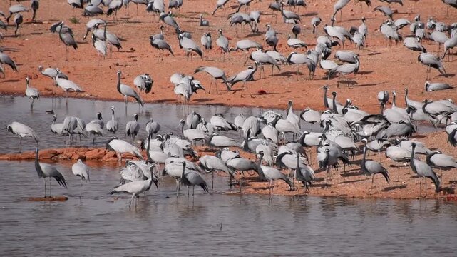Demoiselle cranes foraging near a lake
