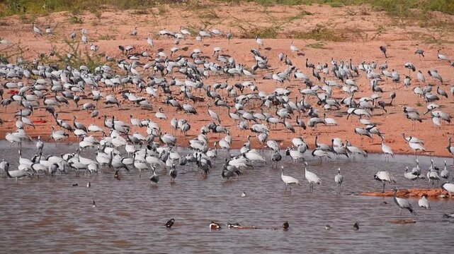 Large flock of Demoiselle cranes near a lake for water in Khichan Rajasthan