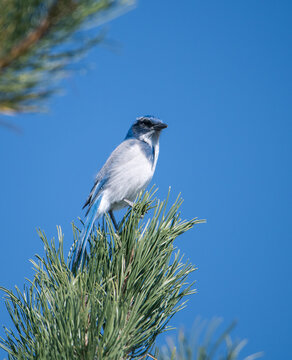 Scrub jay bird in the top of a tree branch