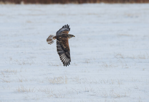 A Ferruginous Hawk flying low in the winter