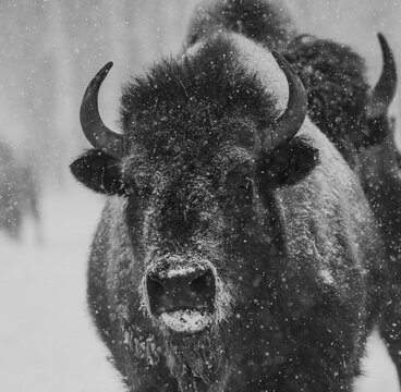 Black and white winter photo of a bison in the snow