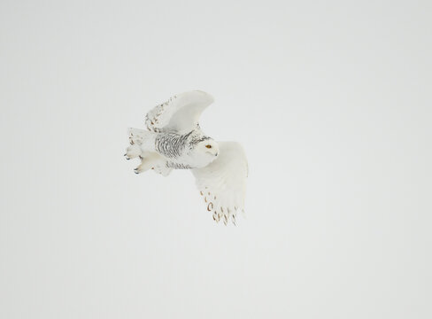 Snowy owl against an overcast sky