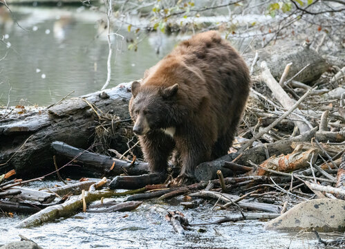 Black bear in a creek near a damn looking for fish