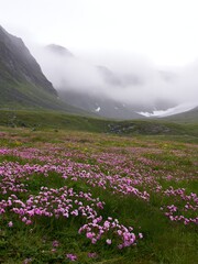 Obraz premium Mountain pass meadow filled with purple flowers and mist