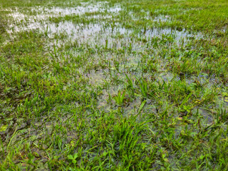 Fototapeta premium Flooded green grass lawn after heavy rain with puddles