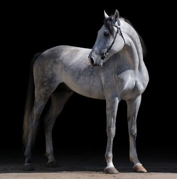 Horse. A thoroughbred white horse of the Oryol Trotter breed. Harness racing. Trotting horse race. Side view. In full growth. Black background. Close-up