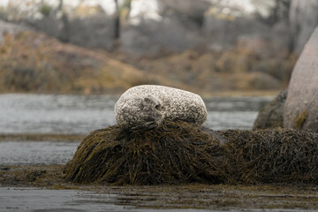 Harbor seal resting on seaweed covered rock © Araguatai