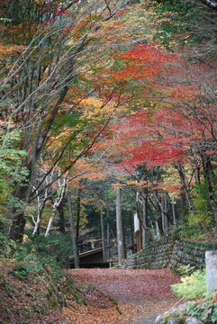 美しい秋の紅葉に彩られた日本の森と古民家