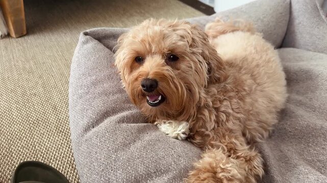 Tired Dog Panting in Pet Bed Video