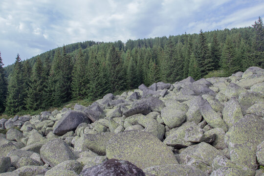 Rocky Mountain Landscape with Pine Forest