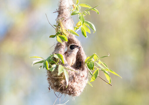 bird in nest