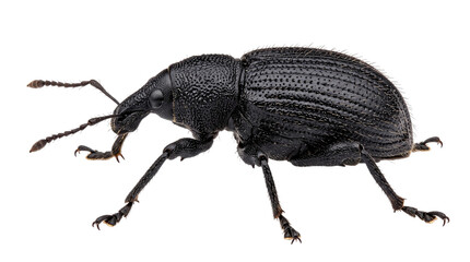 Black weevil beetle with textured exoskeleton and isolated on png transparent background © Isolated Hub