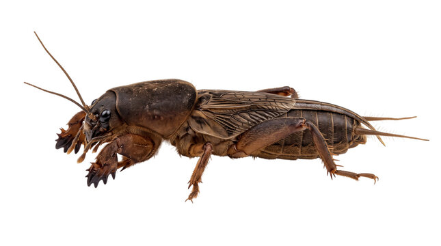 Close-up side view of a brown mole cricket insect isolated on png transparent background