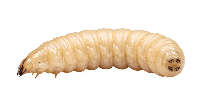 Creamy white larva with segmented body and dark isolated on png transparent background