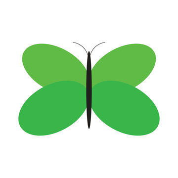 butterfly on a white background