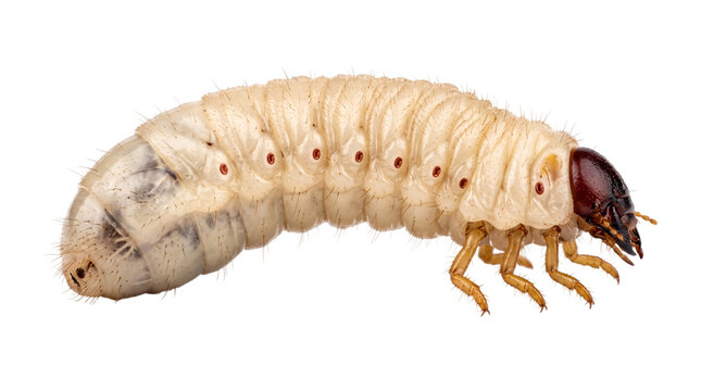 Large white grub larva with red spots and legs on isolated on png transparent background