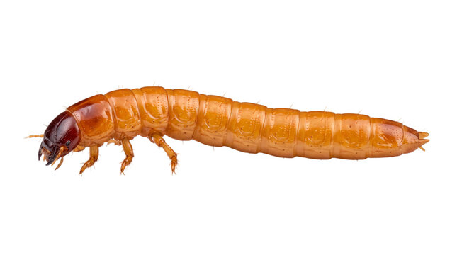 Orange wireworm larva with dark head and segmented isolated on png transparent background