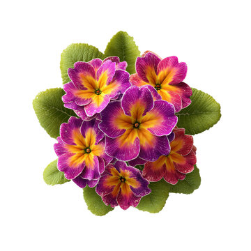 Pink purple primrose flowers spring garden bloom