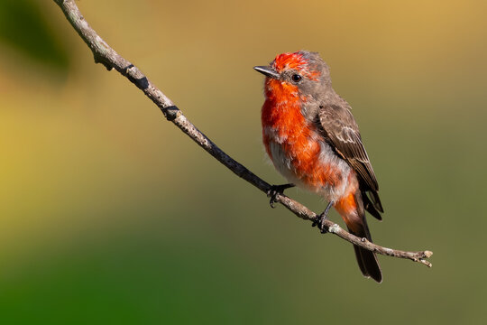 Vermilion Flycatcher 