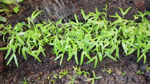 Young water spinach plants being watered