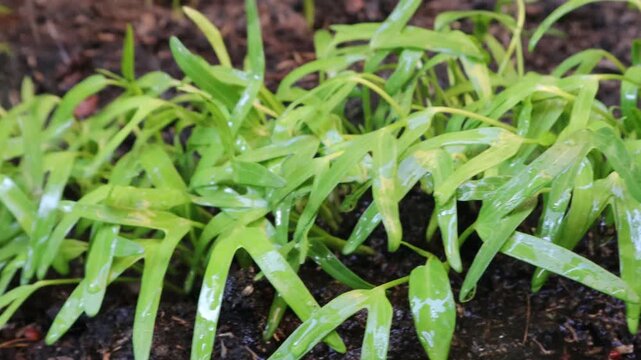 Young water spinach plants being watered