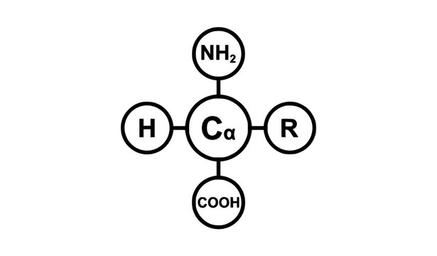 Amino acid general structure diagram with amine and carboxyl group labels, molecular chemistry vector illustration for biology education