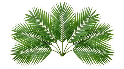 Symmetrical arrangement of lush green palm fronds isolated on png transparent background © Isolated Hub