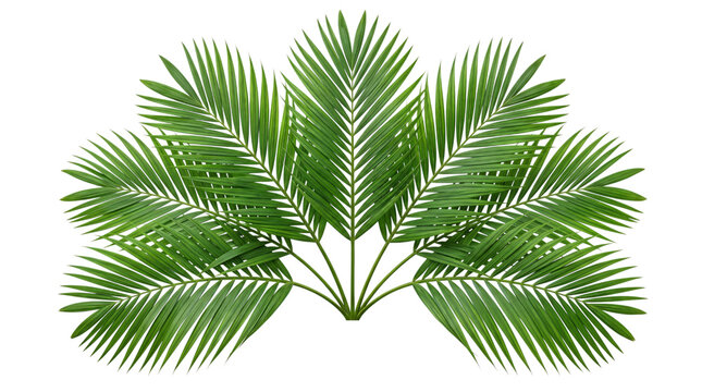 Symmetrical arrangement of lush green palm fronds isolated on png transparent background